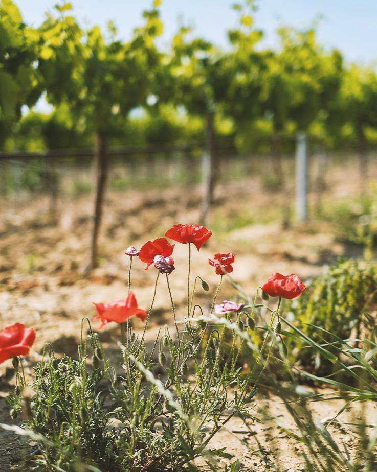 terroir domaine audu