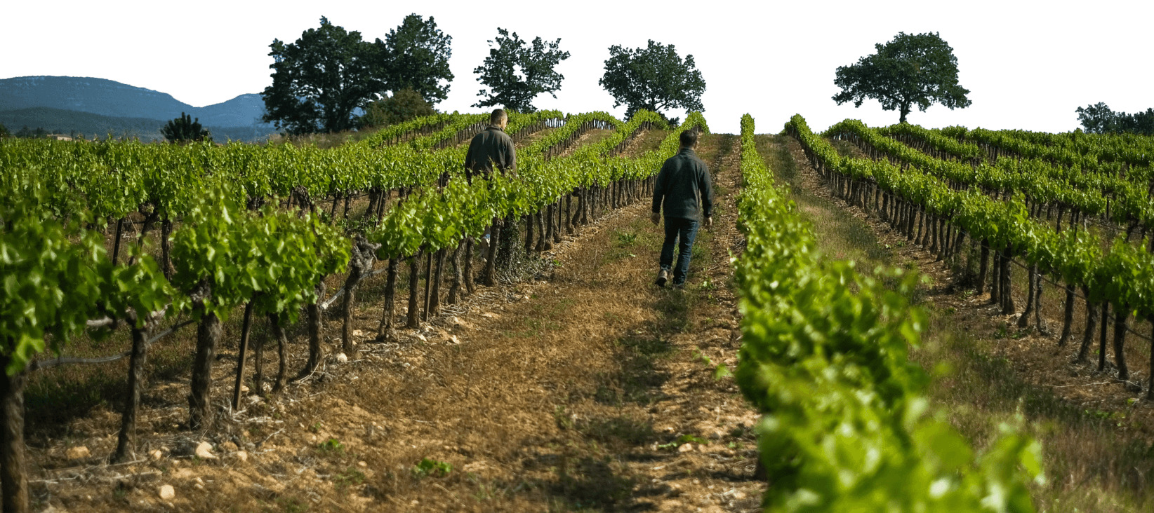 audu igp ardeche domaine